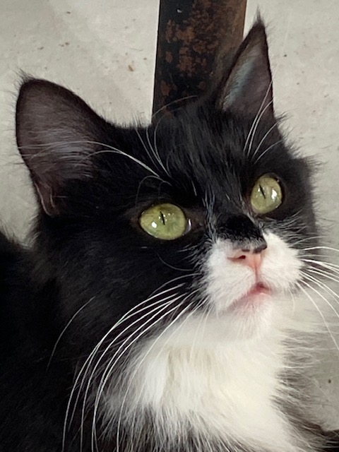 Adopt a cat: Raeleen needs a home  post image