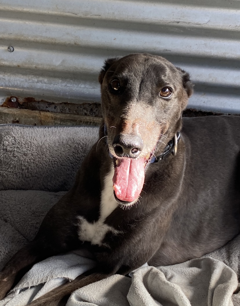 Adopt a dog: Bravo needs a home  post image