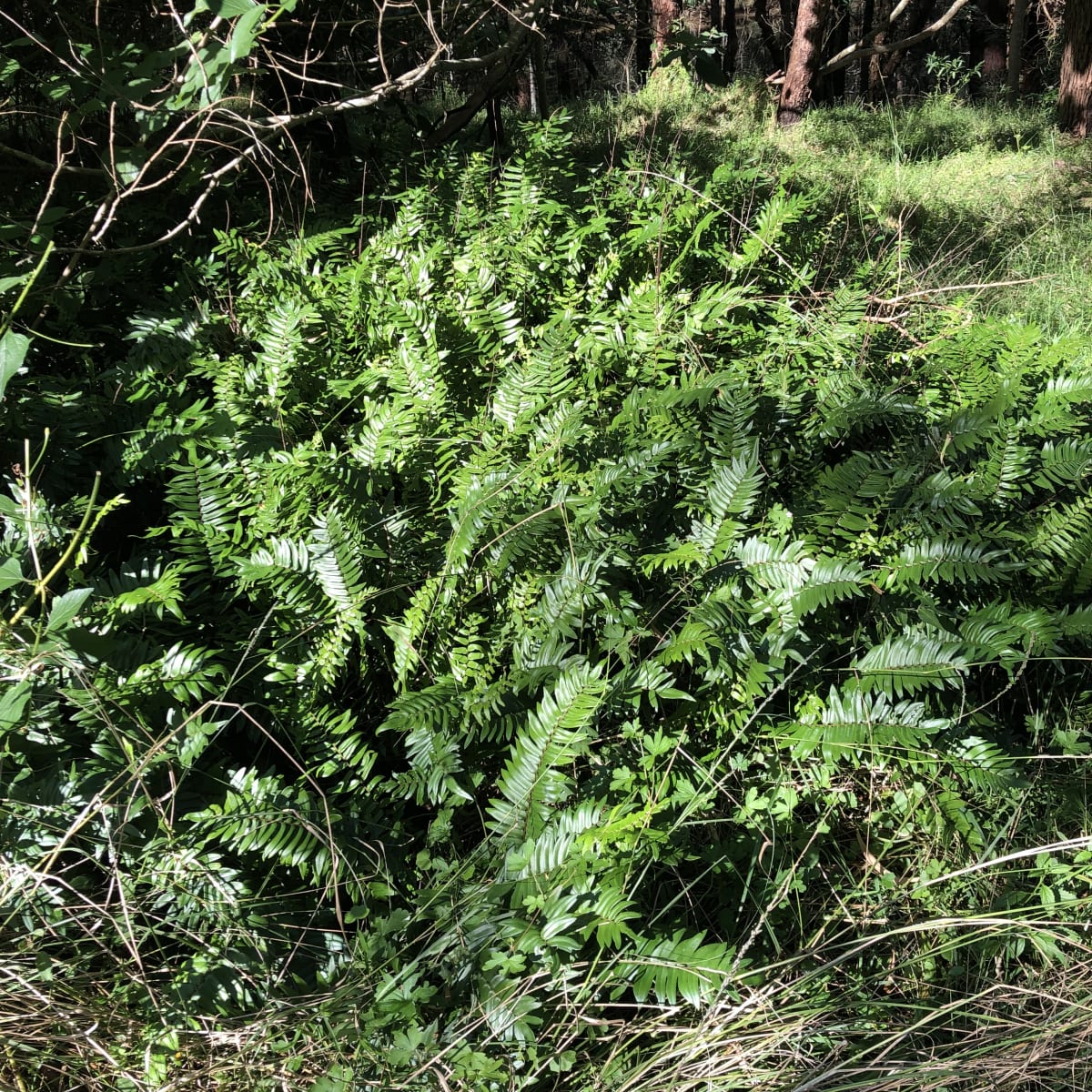 A moderate-sized clump of Sickle Fern, growing as the dominant element in a native meadow. Image by Emma Rooksby. 