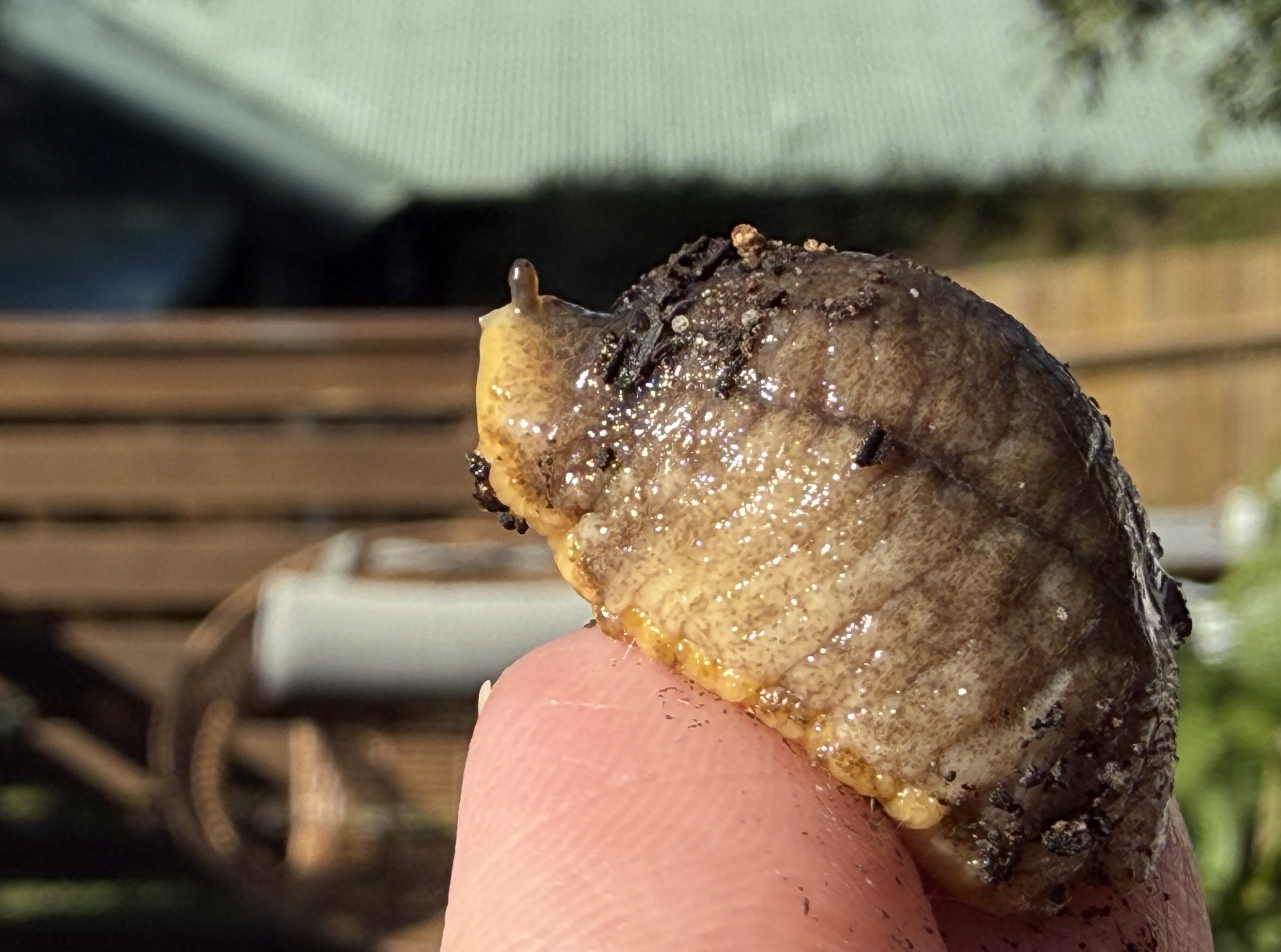What on Earth Wednesday: A shelled slug with a taste for flesh  post image
