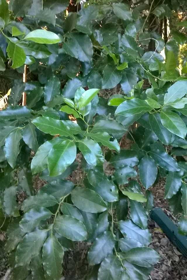 The dark green glossy leaves of Brown Beech (Pennantia cunninghamii) are a distinctive and beautiful feature of this tree. Image by Leon Fuller. 