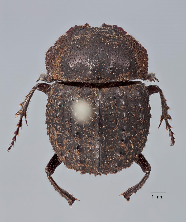 Beetling About in Museums