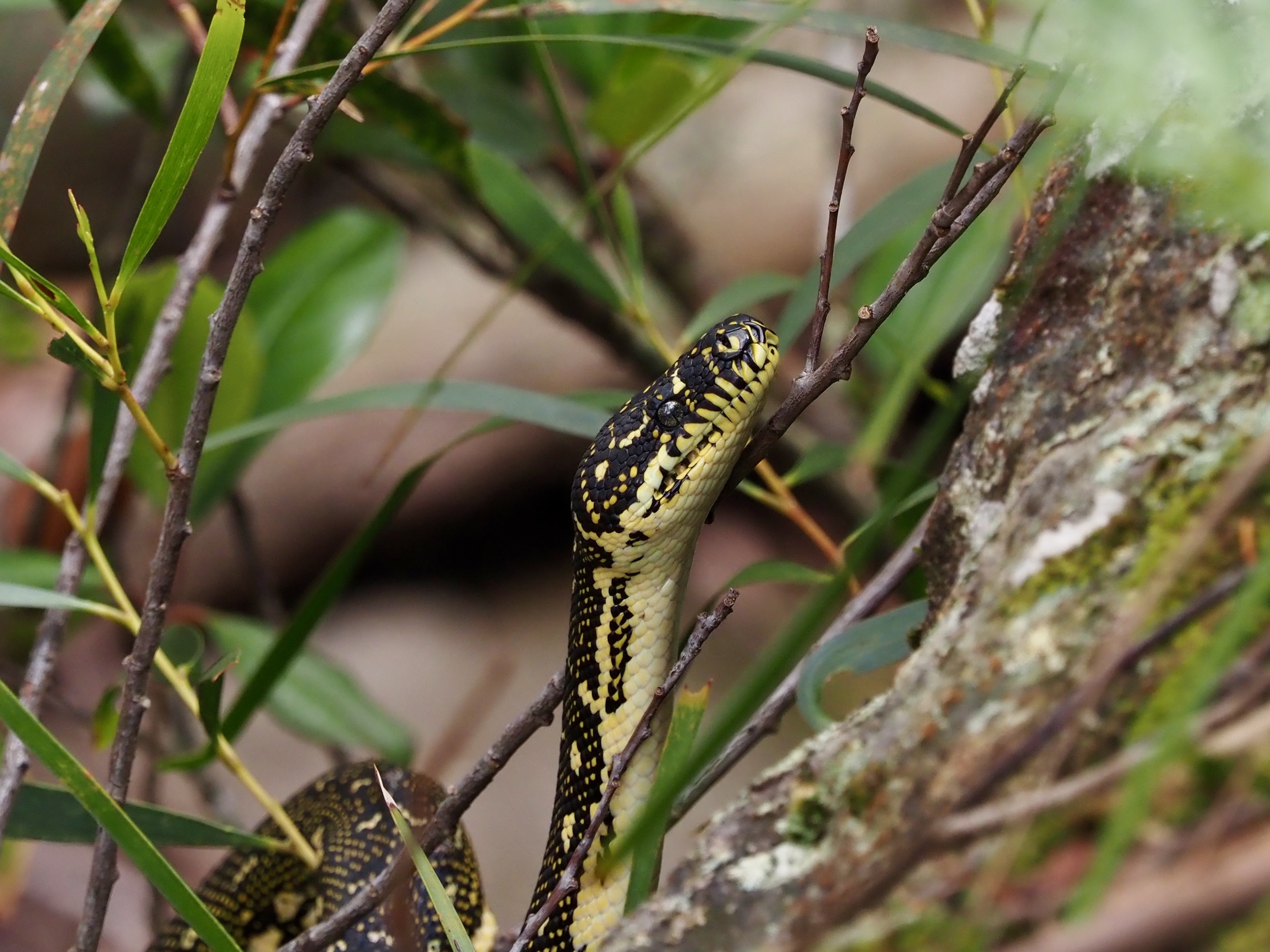 Creature Feature: Diamond Python