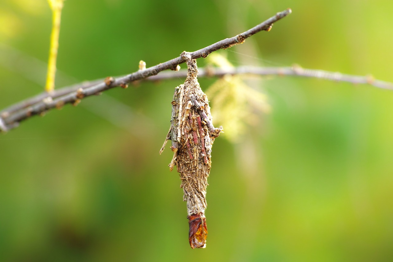 Saunders’ case moth: a local bagworm