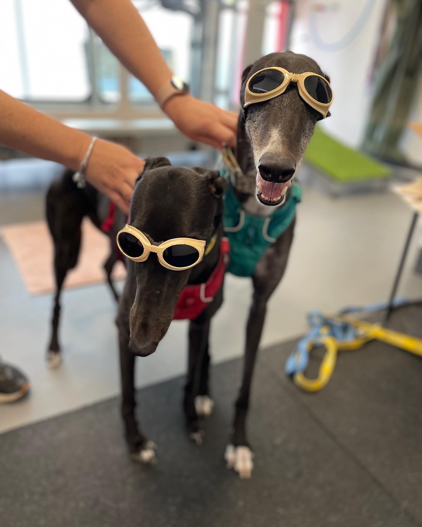 Adoption rates have fallen, but greyhounds still need a home