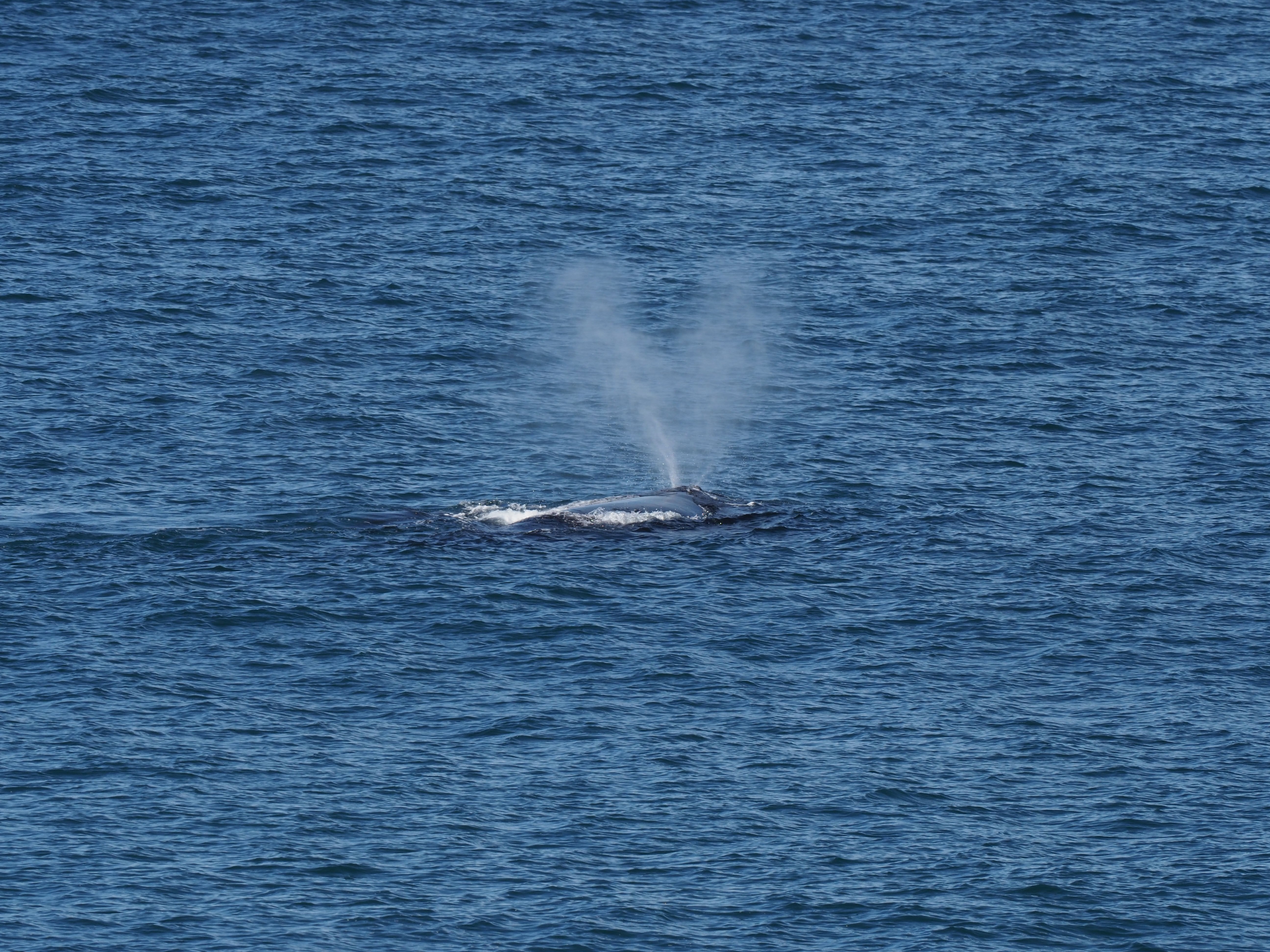 Nature Notes: Rare whale and calf visit Thirroul  post image