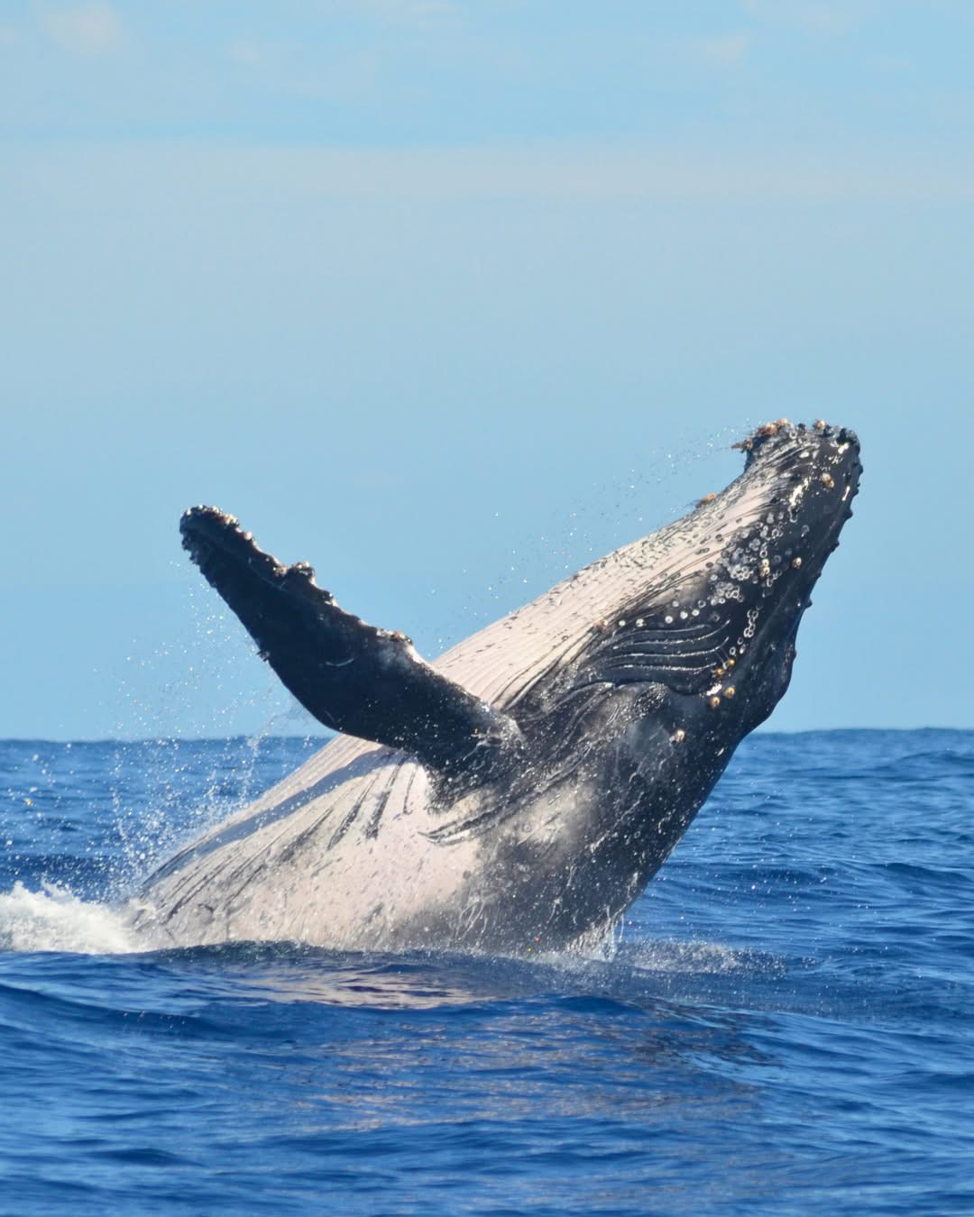 In a Wollongong first, new cruise operator promises a whale of a time  post image