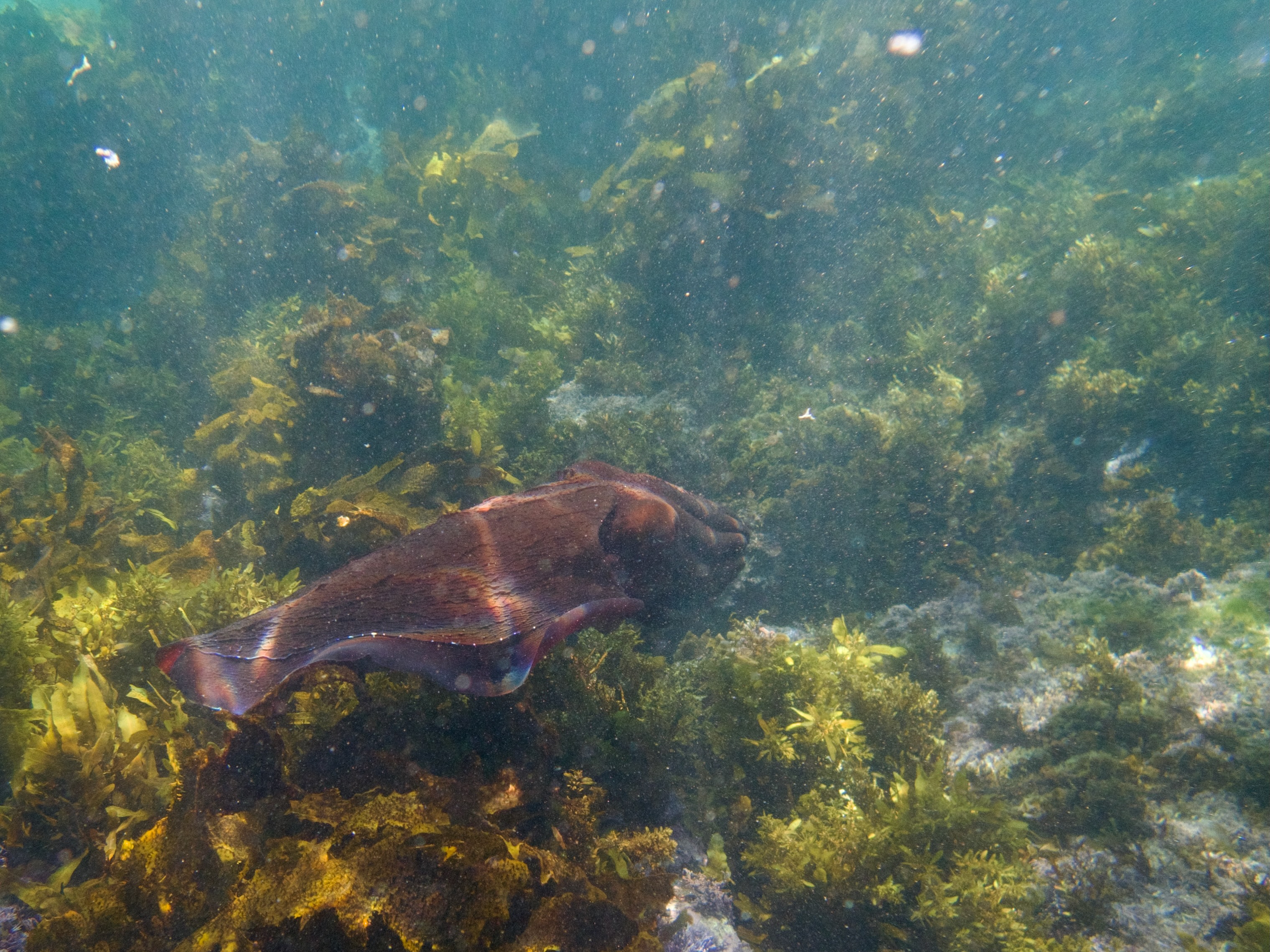 Dream small: snorkelling with Giant Cuttlefish  post image
