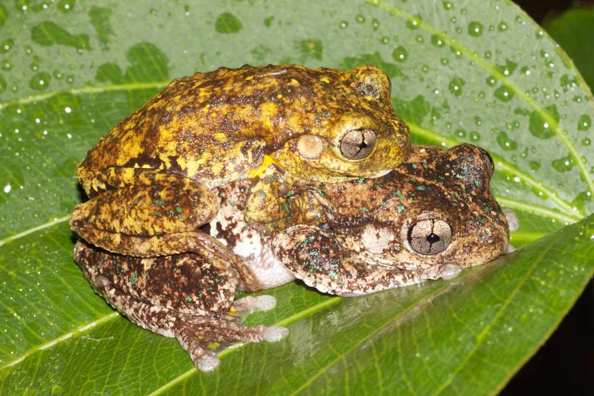 Peron's Tree Frog (Litoria peroni), one of the more common urban frogs of the region. This image shows the distinctive 'cross shape' or diamond pupils. Image by Garry Daly. 
