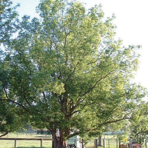 Camphor Laurel (Cinnamomum camphori) as recorded by the Sydney Weeds Network. 