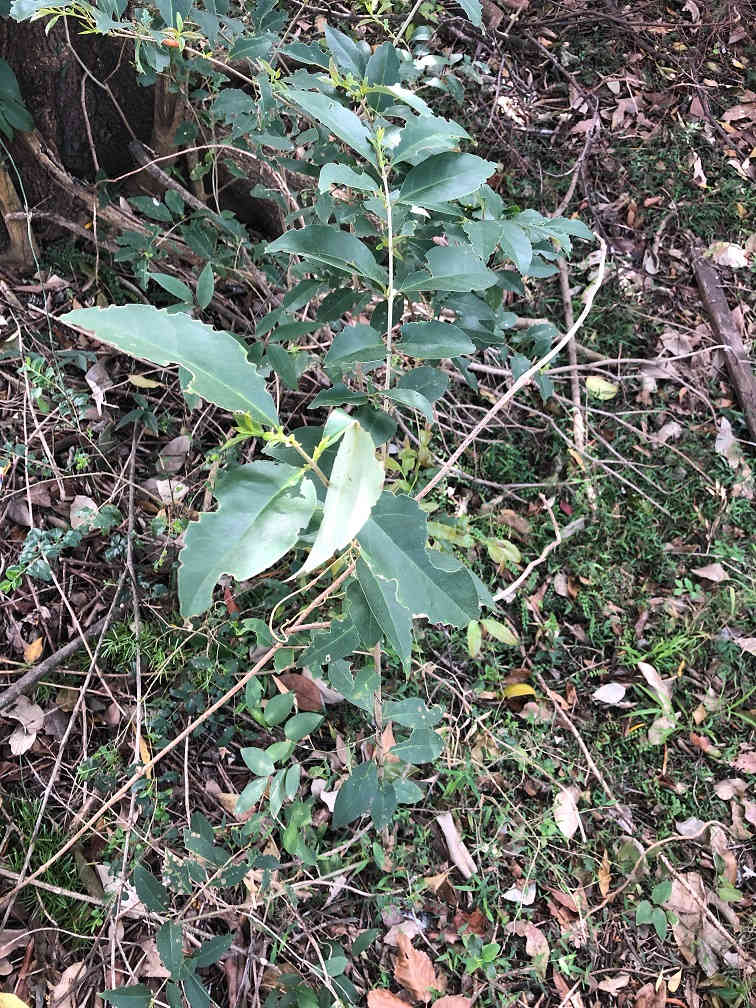 One of the most common and problematic weeds of the region, Broad-leaved Privet (Ligustrum lucidum), infests waterways from Helensburgh to Kiama. It was widely planted for its fast growth and amenity to hedging, but has vastly outgrown those expectations. Image by Emma Rooksby. 
