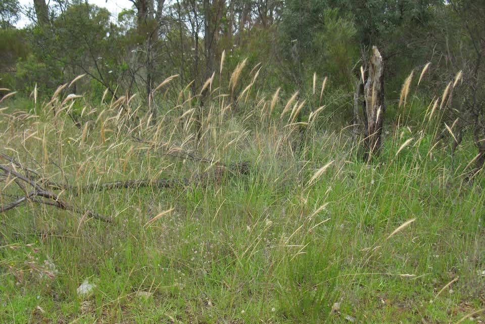 Longhair Plume Grass (Dichelachne crinita) is another beautiful local grass that holds its own on verges around the region. Unless it's in flower it's hardly visible. Image by Harry Rose. 