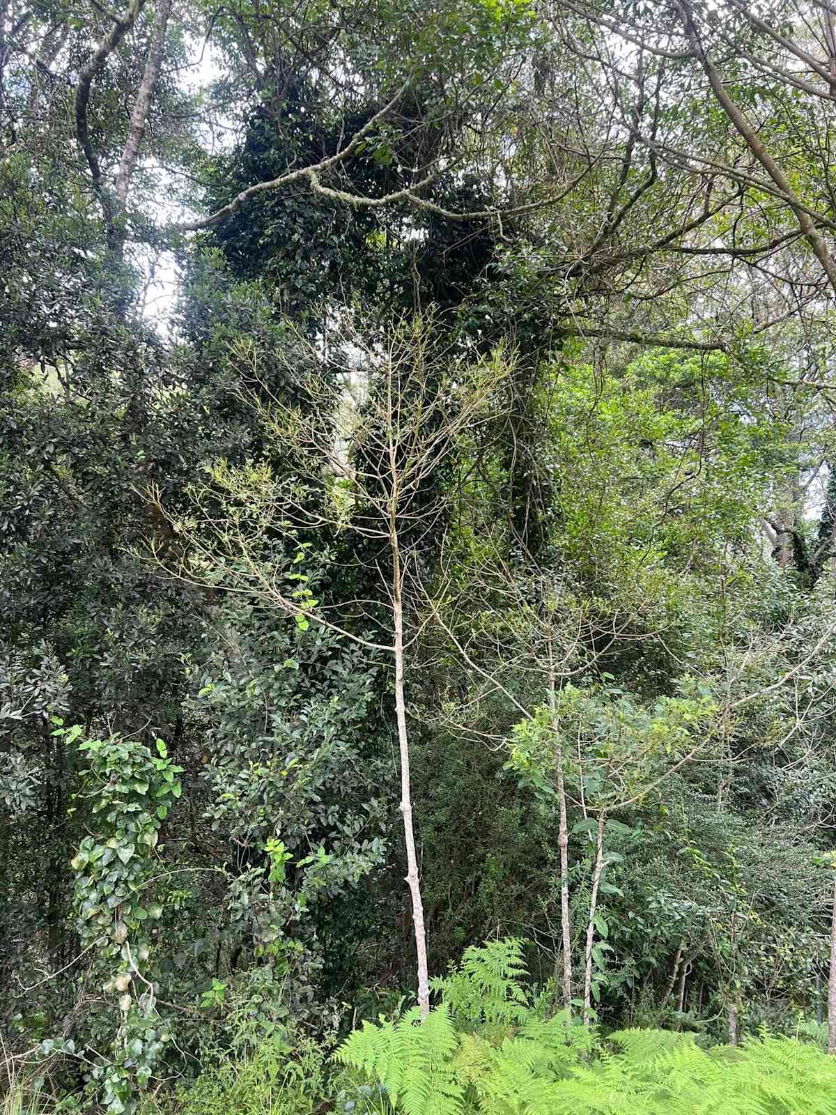 You might think that the tree in the centre of this image is deciduous and has lost its leaves for winter. But no, they've all been mechanically removed by some busy munching jaws.  Image by Ruben Fitzsimmons. 