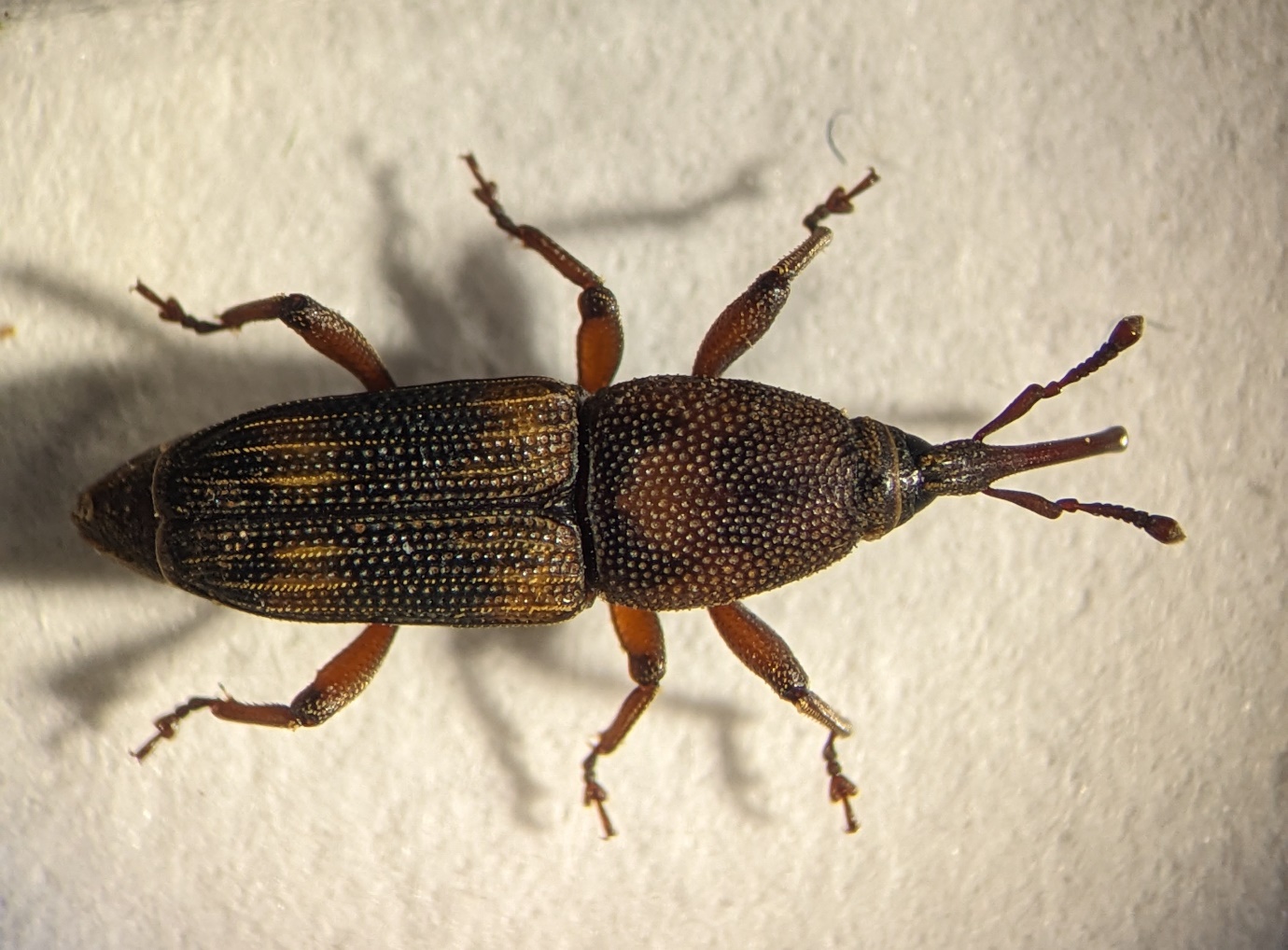 Beetling About with Weevils