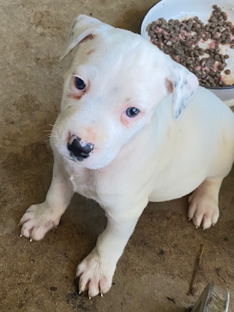 Clarrie needs a home!  post image