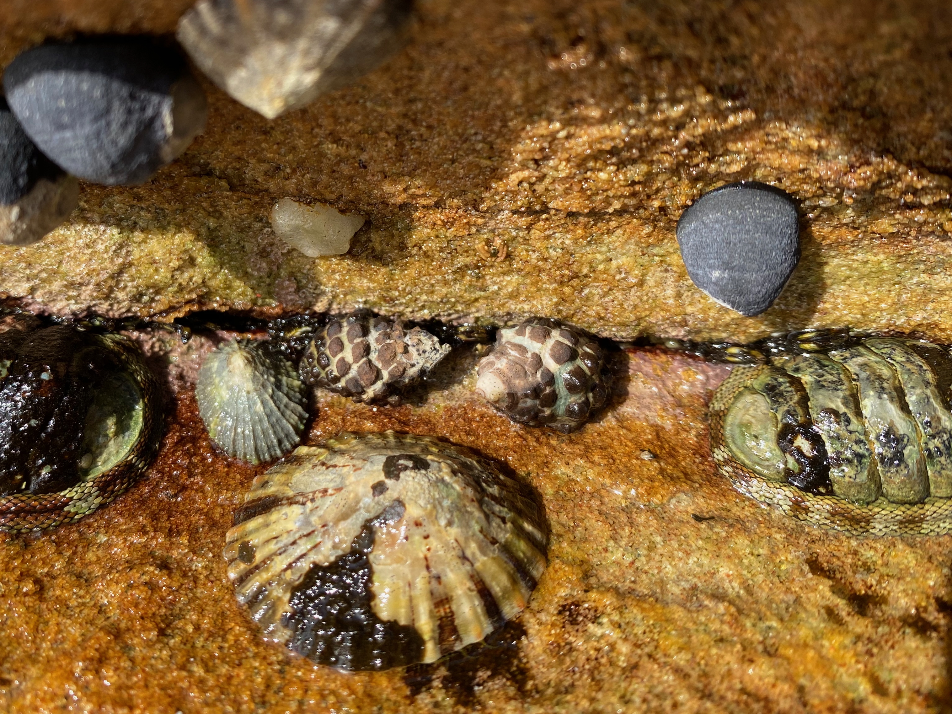 The mulberry whelk: a berry cute sea snail with a tangled taxonomic history