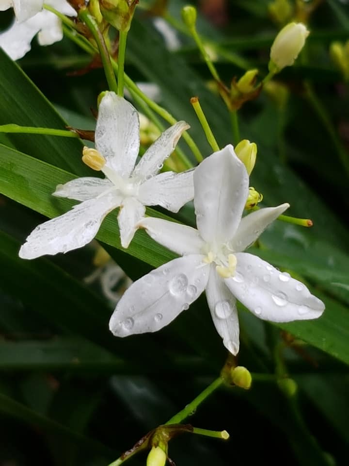Up close, the flowers of Branching Grass-flag visibly resemble those of cultivated irises. Image by Elena Martinez. 