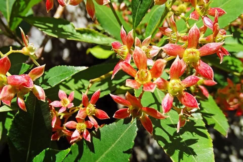 In case you were wondering about the flowers of Coachwood, they're very similar to the Christmas Bush, just on a very much larger tree! Image by Carl Glaister, all rights reserved. 