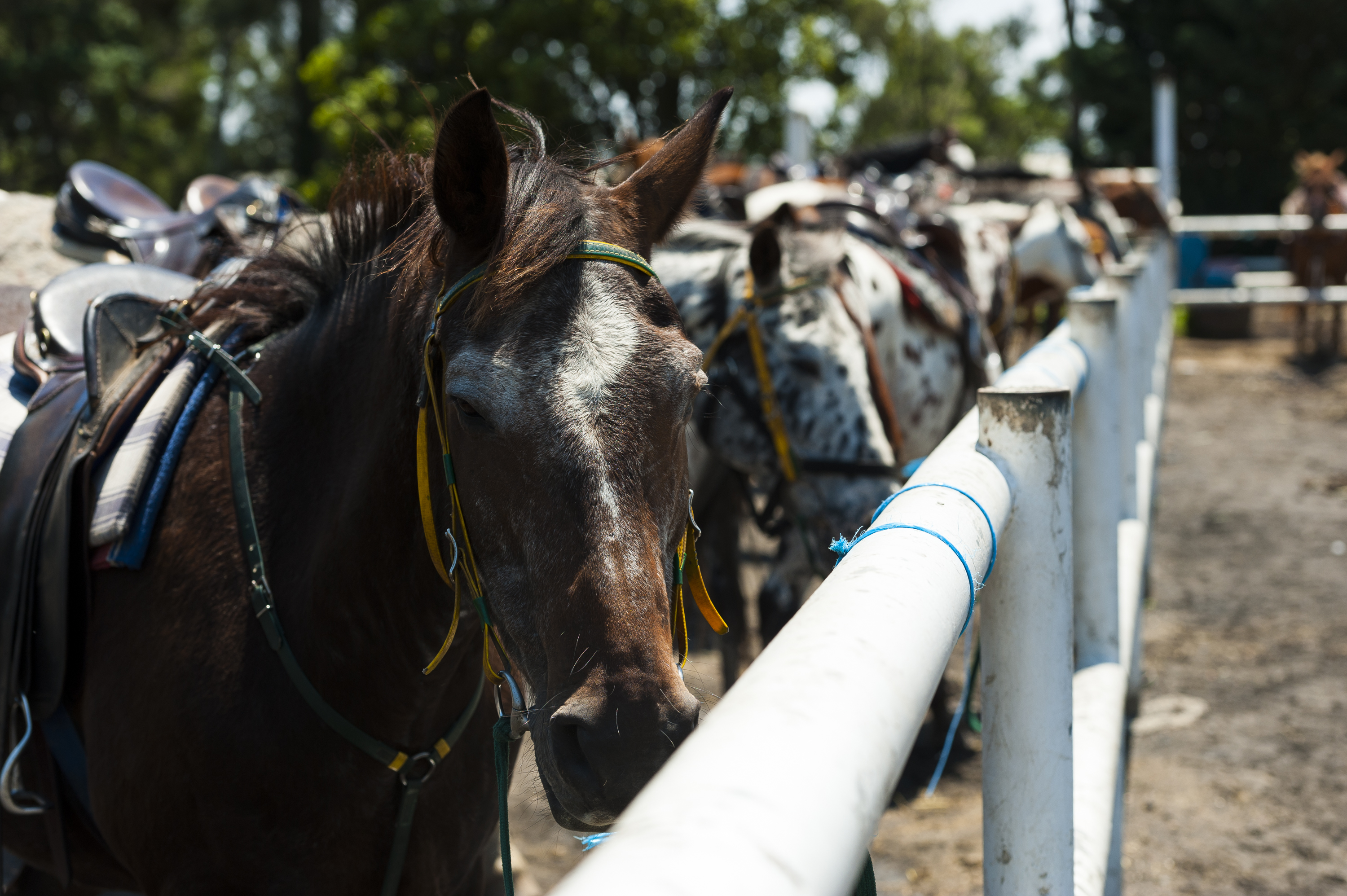 Saddle up for ranch camps  post image