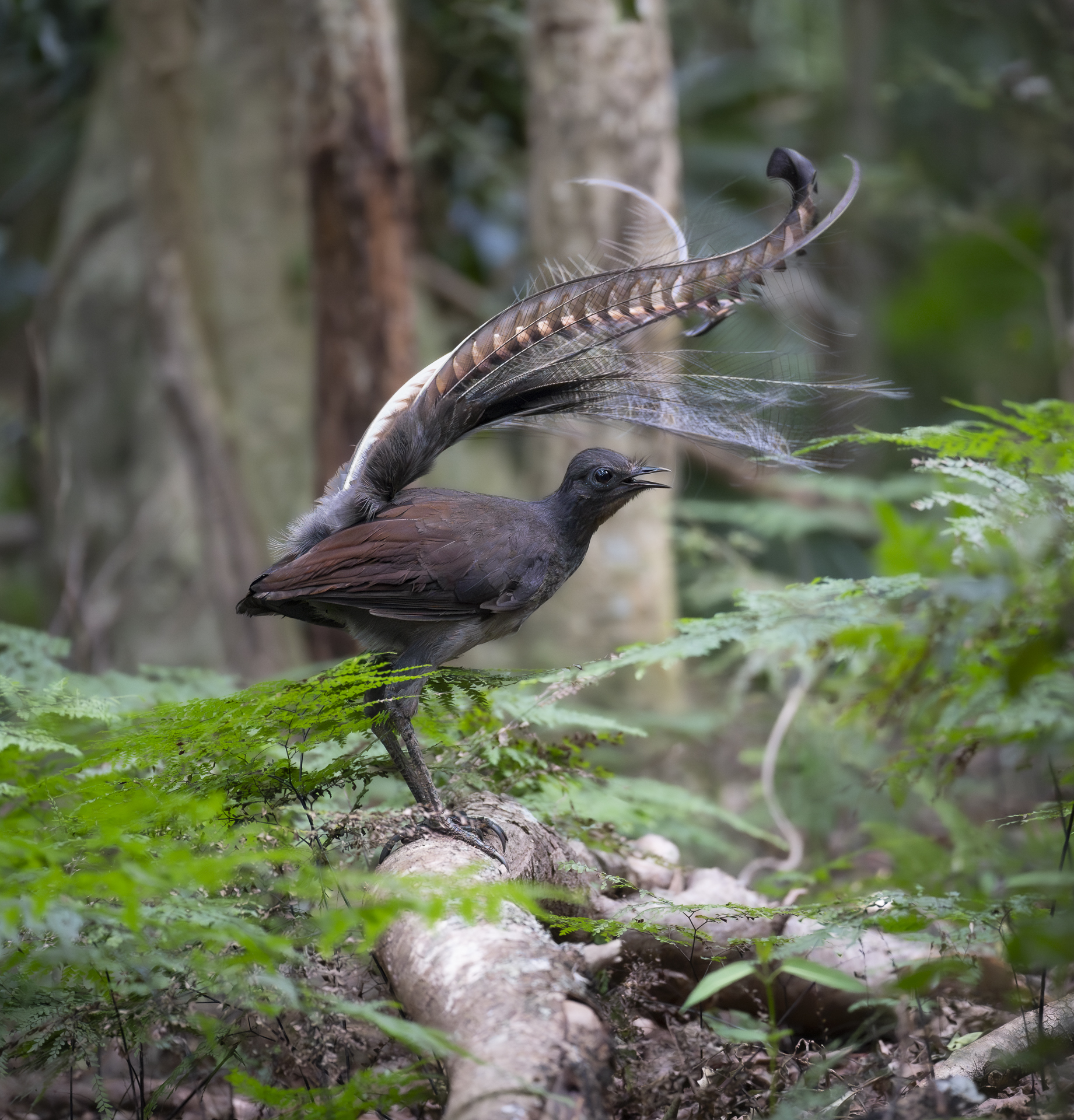 The Wiritjiribin, or Superb Lyrebird, is out and about, with males courting females in the rainforests of the escarpment. Image by Keith Horton. 