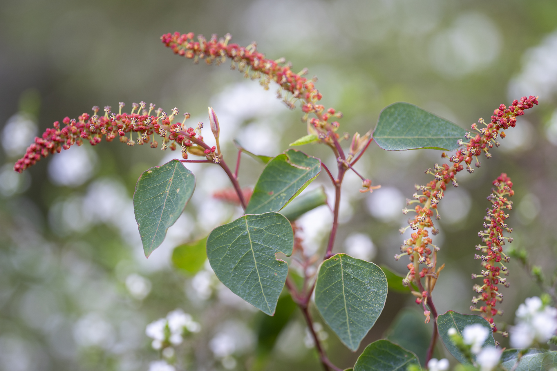 Small (leaved) is beautiful: Look out for rare Bleeding Heart shrub