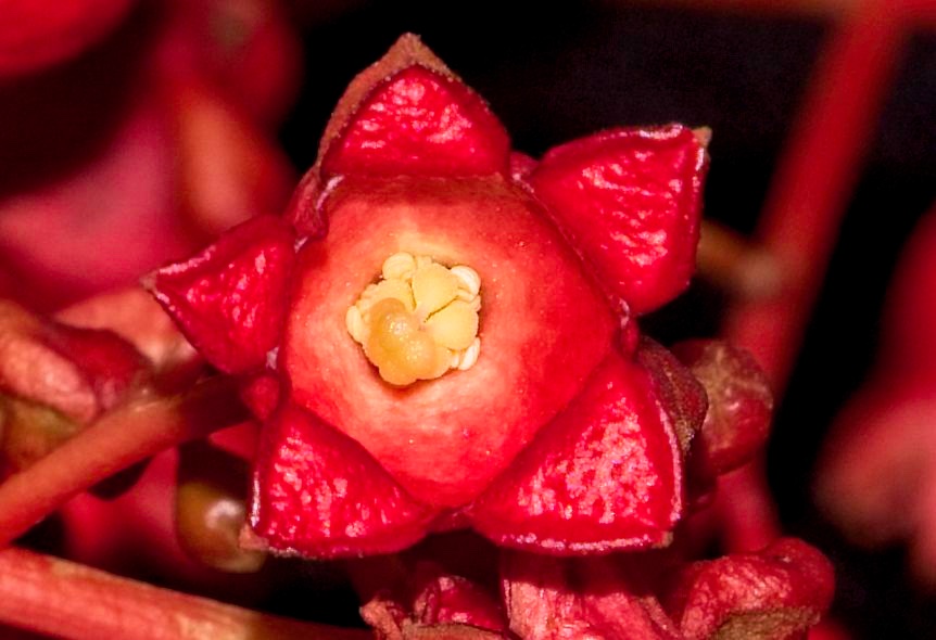 ‘Oh, the flame trees will blind the weary driver’  post image