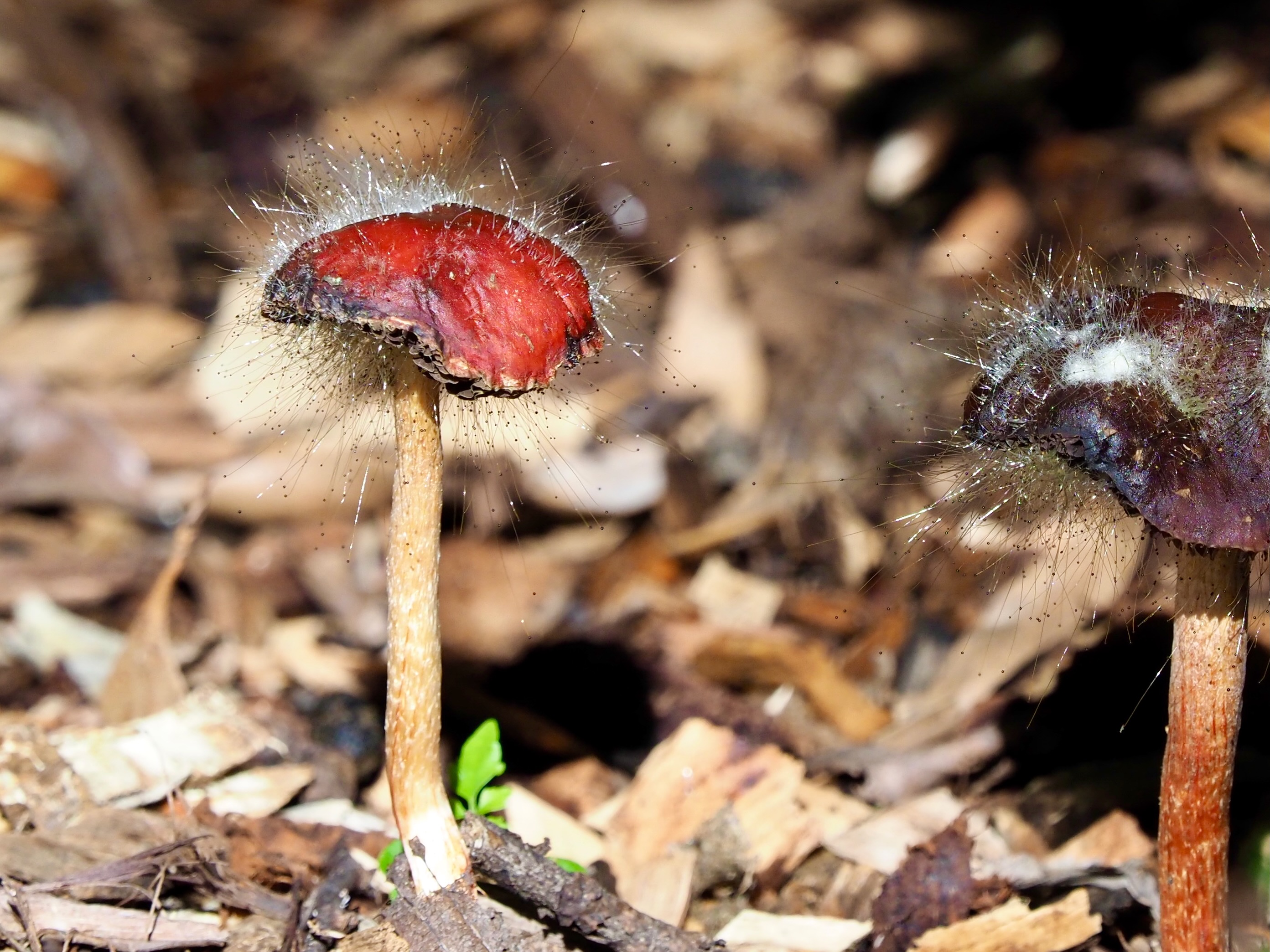 Nature Notes: 'Tis the season to hunt fungi