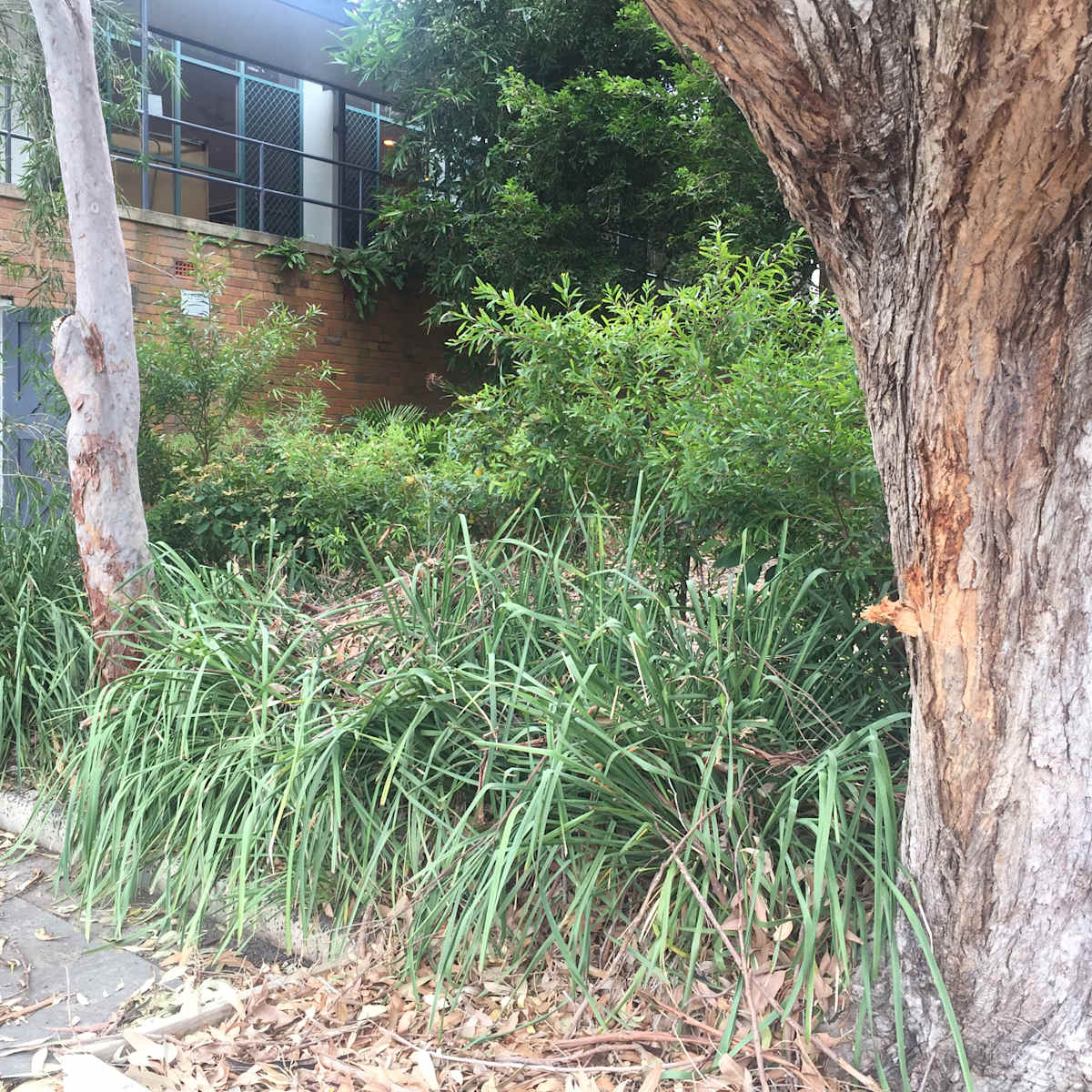 Spiny-headed Mat-rush (Lomandra longifolia) is one of the best creek stabiliser plants around. Its thick fibrous roots can grow up to 50cm down into the ground, and the plant can cope with extended wet and extended dry periods. Image: Emma Rooksby. 