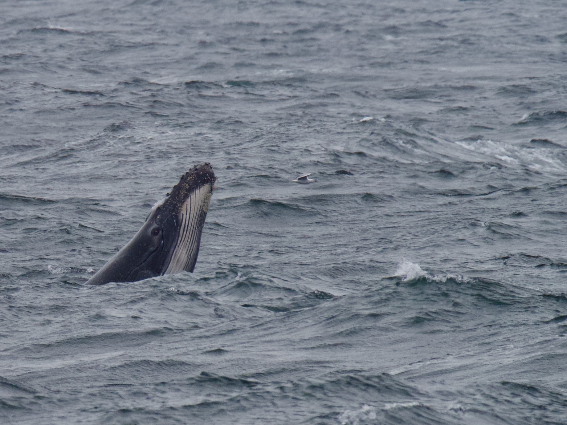 The humpback highway is open!  post image