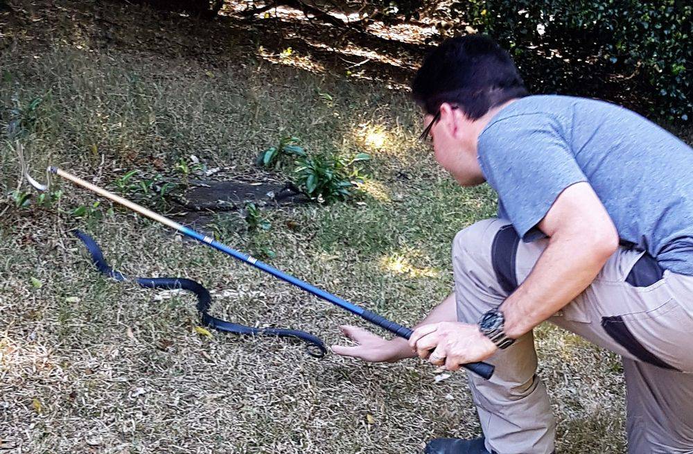 Snake Catching now a real family business  post image