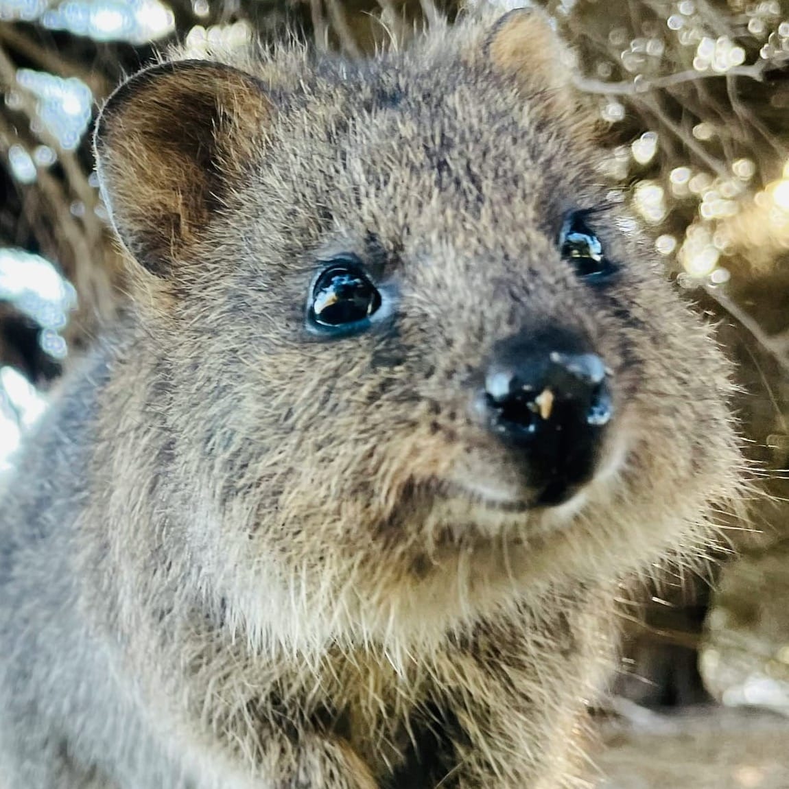 Quokka