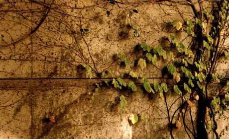 'TV in your pocket': Vine advice for publishers