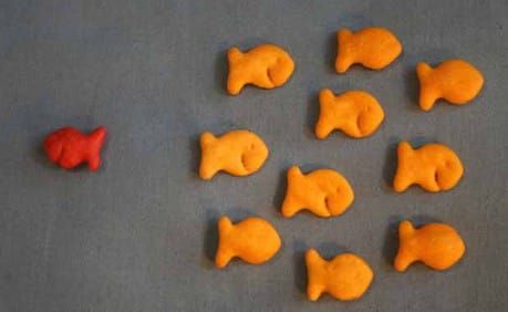 Advice from the BBC for covering niche subjects