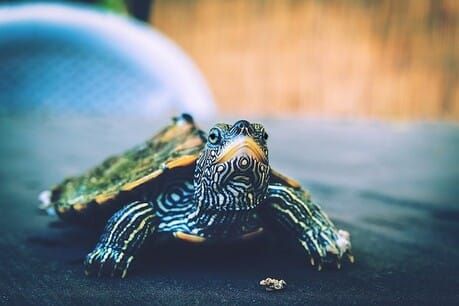 Why ‘slow journalism’ thrived during the pandemic