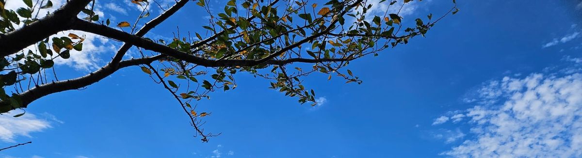 The Health Benefits of Cycling — A Korean Restaurant-Inspired Guide