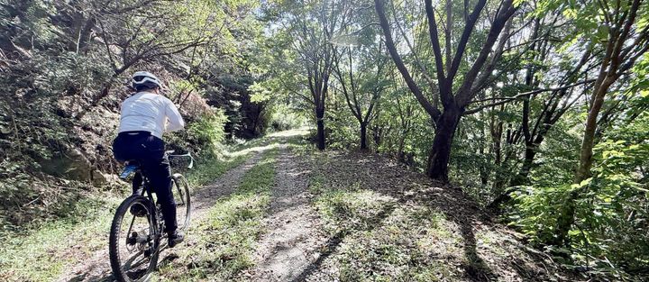 The forest road behind Jincheon National Training Center