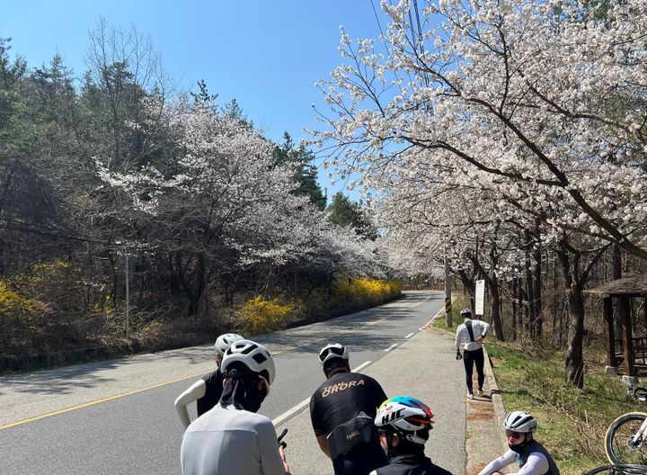 Cherry Blossoms by Bike — The Best Spots Near Camp Humphreys