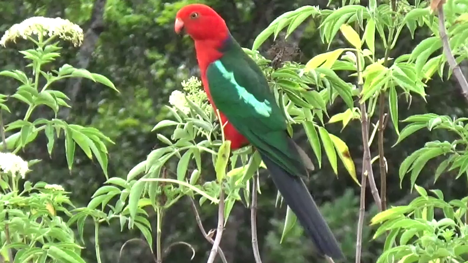 King parrot on Elder tree