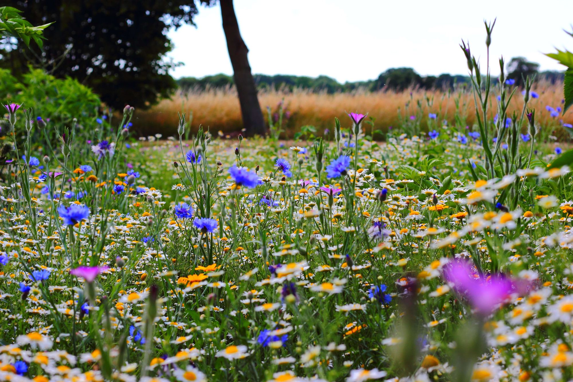 En blomstrande sommaräng med blåa, lila och vita blommor