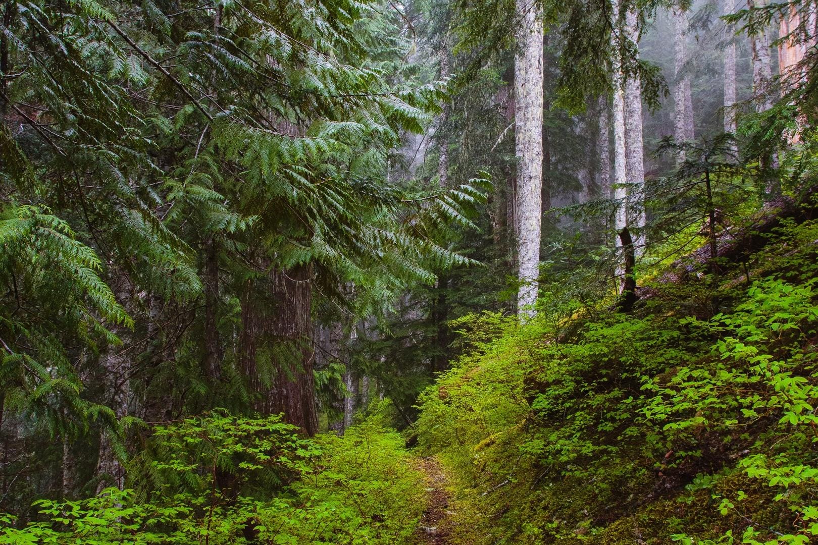 The straight and narrow path