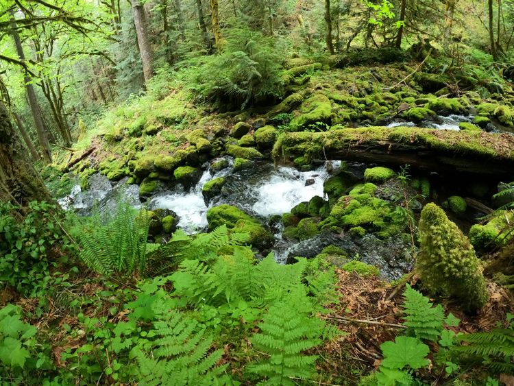 Copper Creek