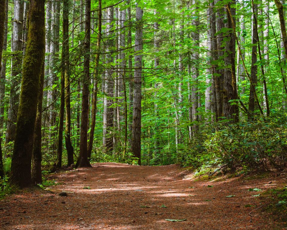 Evergreen Forest