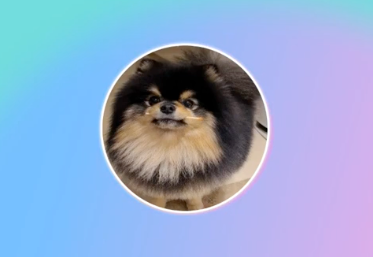 V Live - 12/25