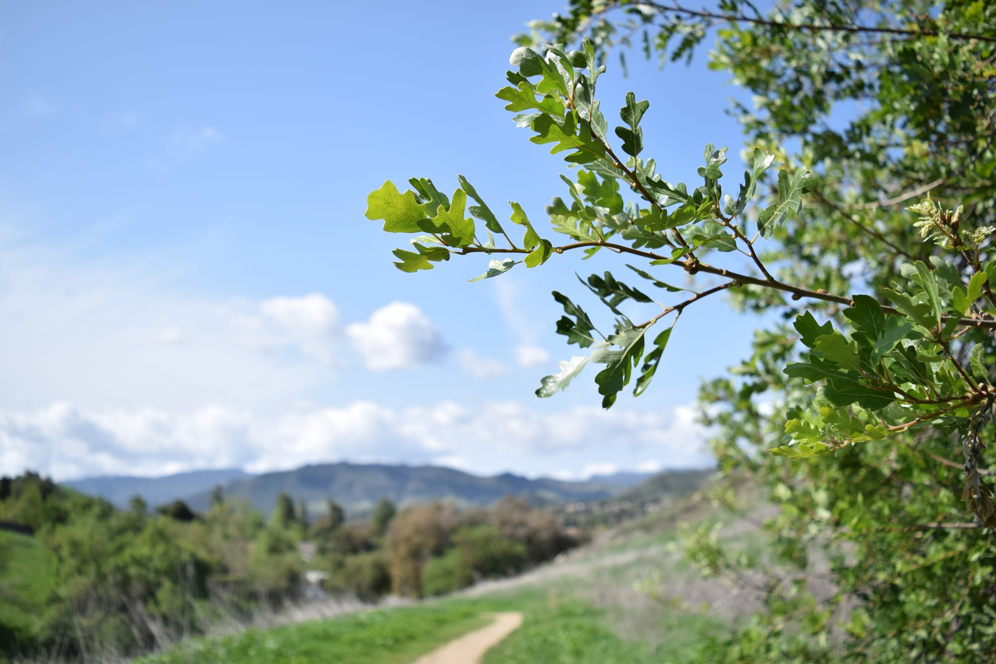 Closeup of a thin oak branch with leaves in front of a green mountain horizon and a bright sky with fluffy clouds