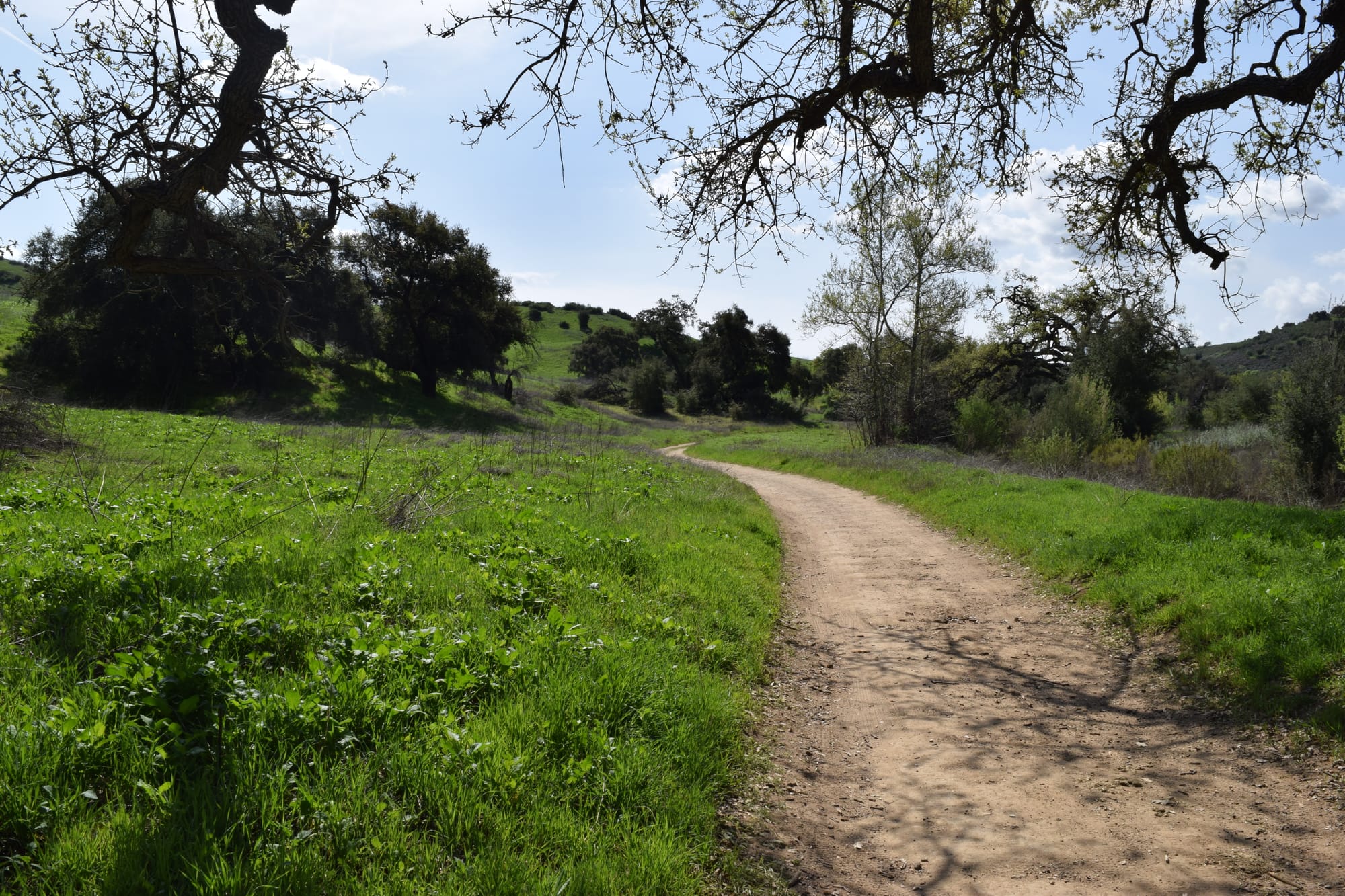 Lush green grass around a dusty California dirt trail after the rains with oak branches blocking the sky at the top casting shadows below with oaks on the hills to the horizon