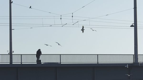 Ein Mann steht einsam und am Geländer lehnend auf einer Brücke und schaut in die Ferne.