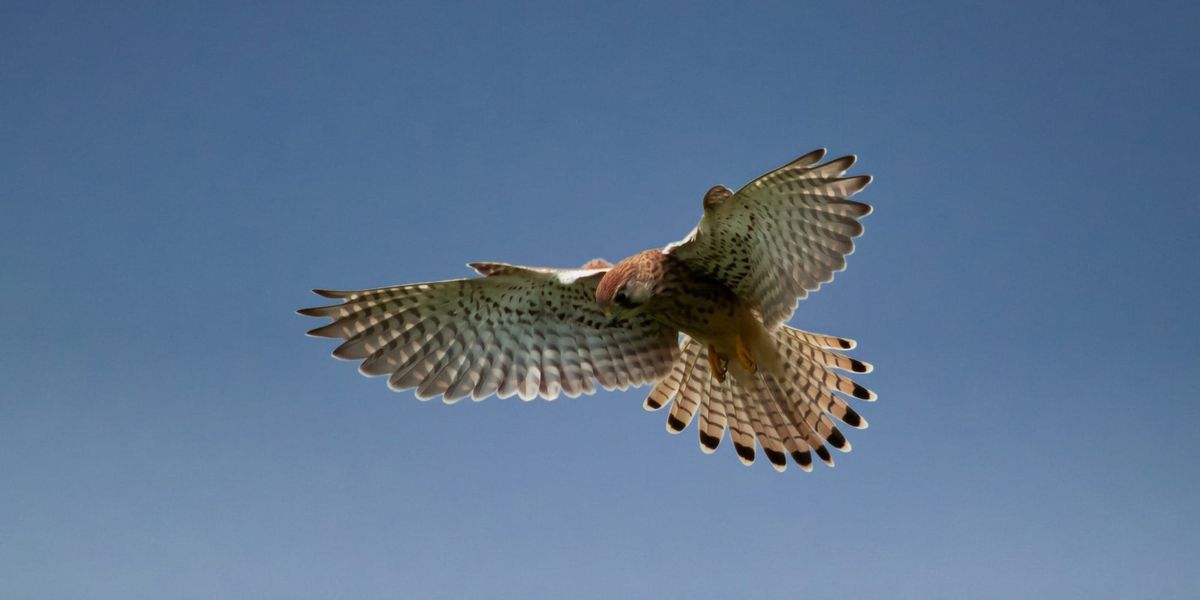 Testing this editor to solve all my problems