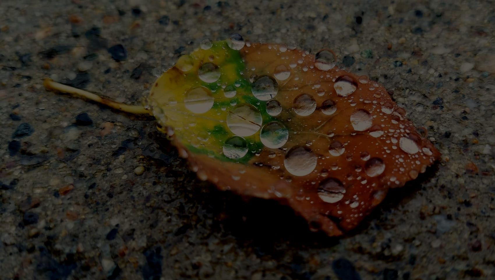 Fieldnotes from a Watcher