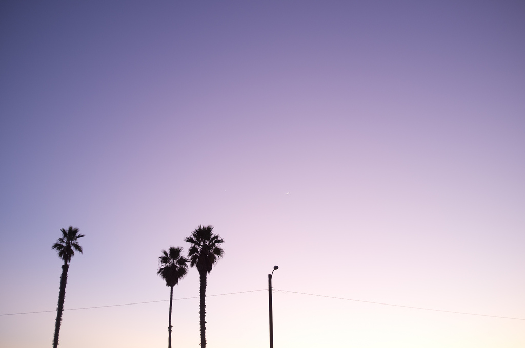 Silhouetted palm trees and a utility pole against a soft lavender evening sky with a crescent moon.