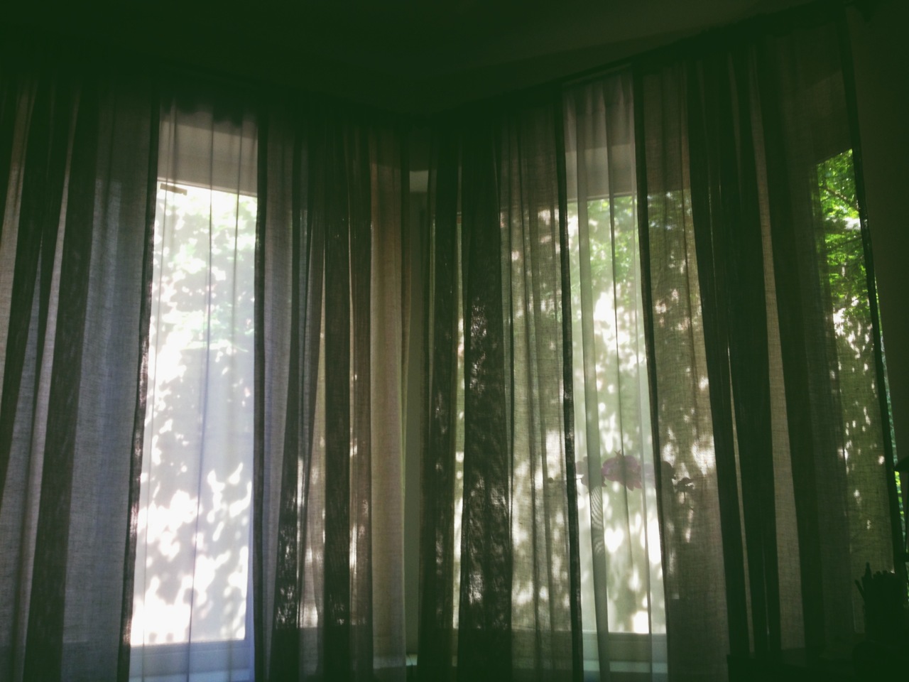 Sunlight filtering through sheer window curtains with tree shadows cast across the fabric.